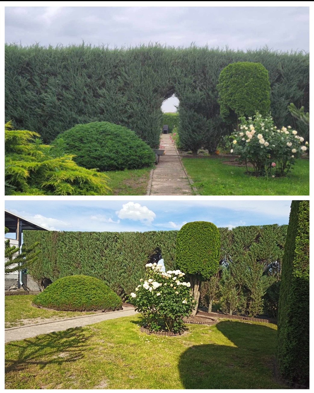 Dwa ujęcia zadbanego ogrodu z równo przyciętym żywopłotem z wyciętym łukiem, kulistymi krzewami i kwitnącą różą, widoczne ścieżki z kostki.