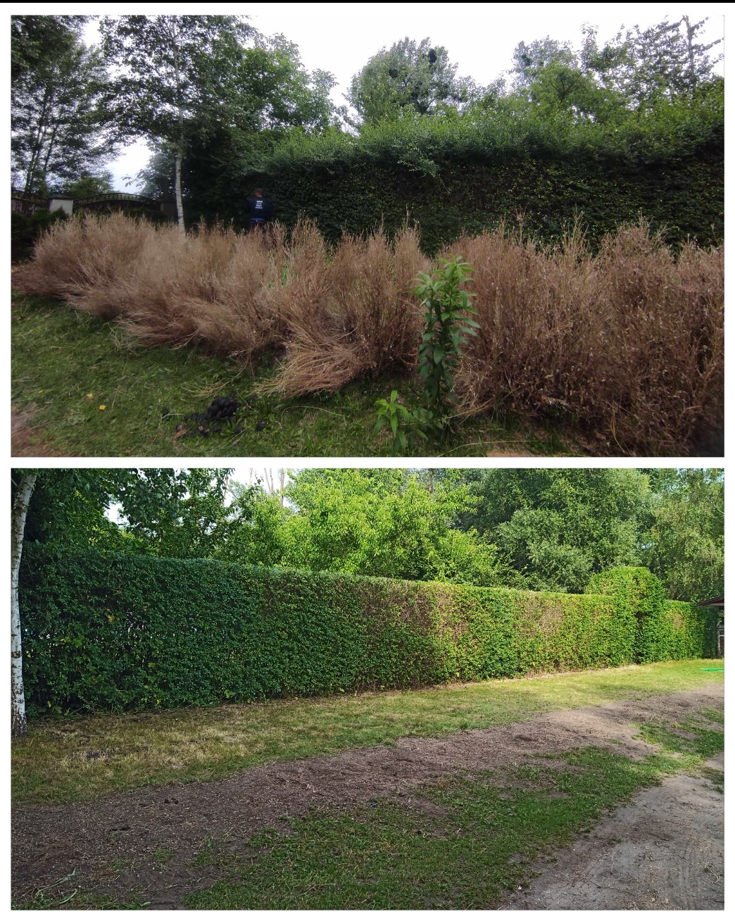 Porównanie stanu żywopłotu przed i po przycięciu: góra - zaniedbany żywopłot z uschniętymi pędami, dół - równo przycięty, zielony żywopłot.