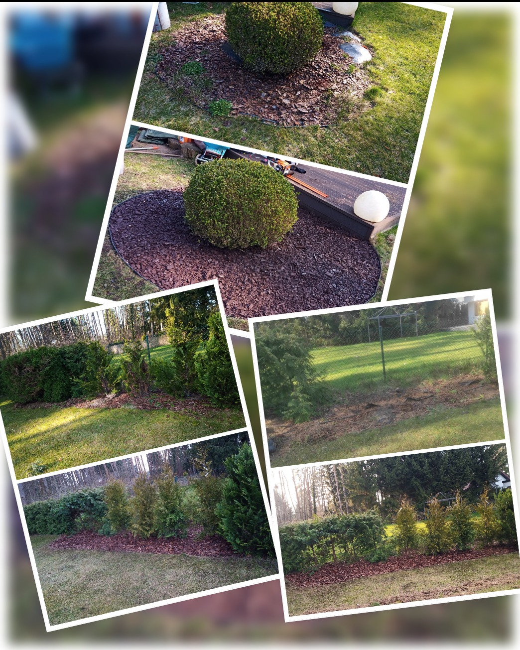 Kompozycja zdjęć ogrodu: kuliste krzewy obsypane korą, rząd tuj pod koronami drzew, trawnik i metalowa altana w tle.