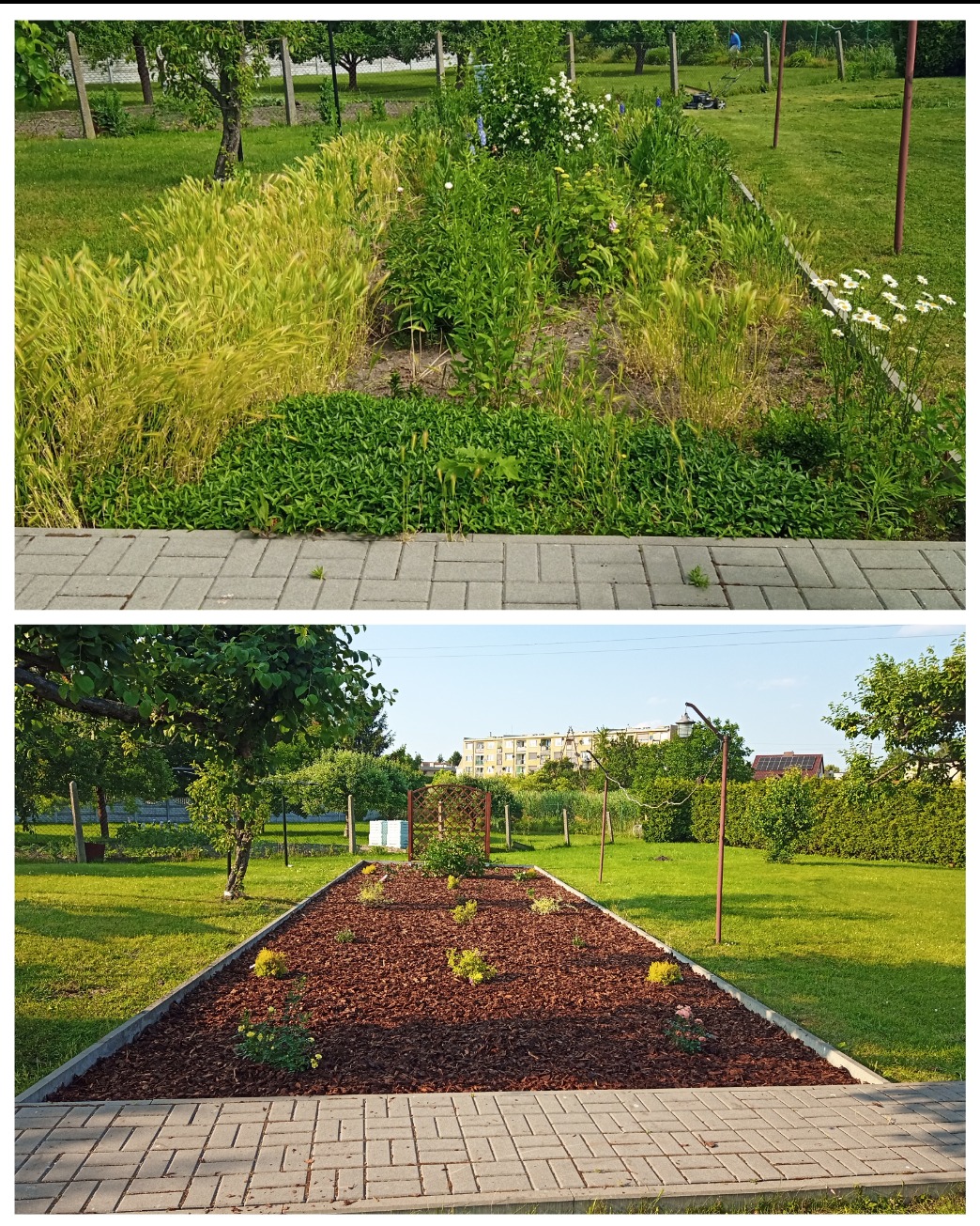 Dwie części zdjęcia pokazują transformację rabaty kwiatowej: górna część przedstawia zarośniętą rabatę z różnymi gatunkami traw i kwiatów, dolna część ukazuje rabatę wyłożoną korą drzewną...