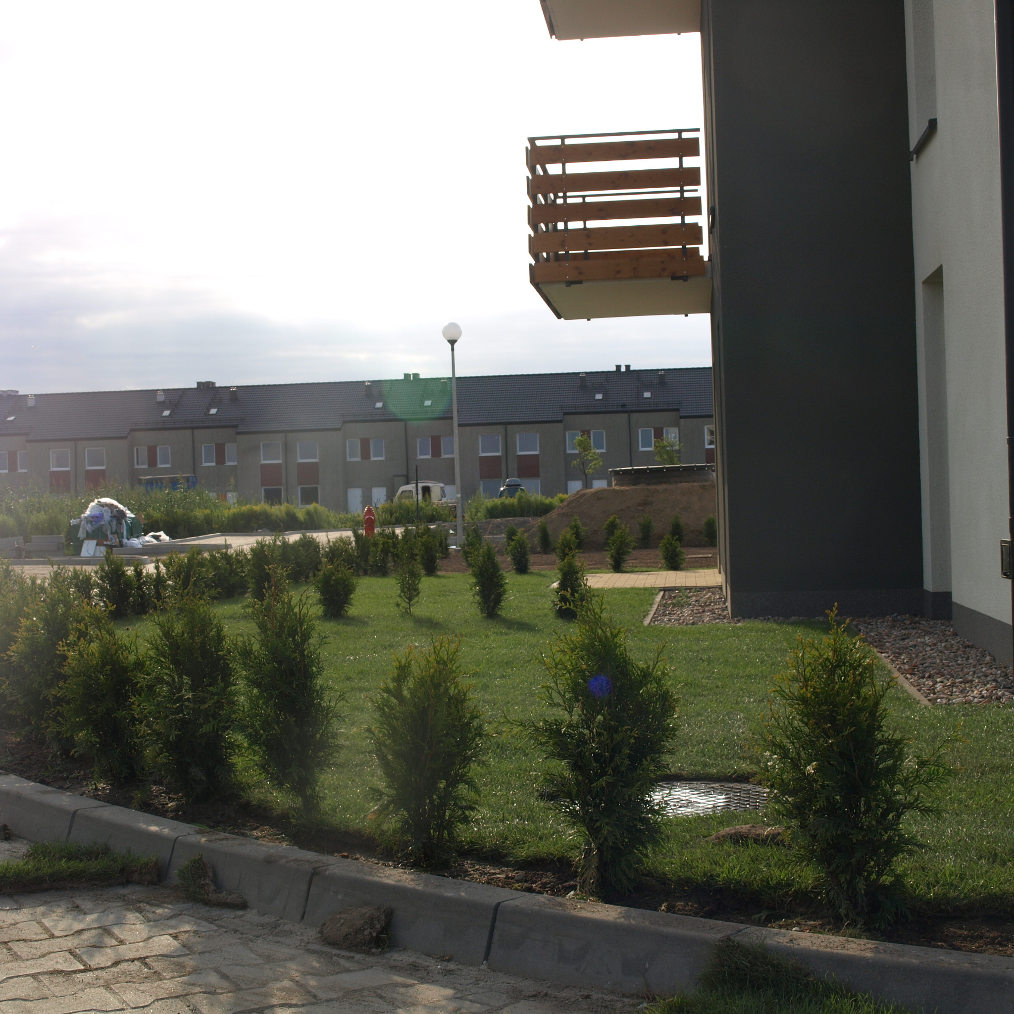 Nowo założony trawnik z młodymi drzewkami iglastymi w rzędzie wzdłuż chodnika, na tle szeregowej zabudowy mieszkalnej.