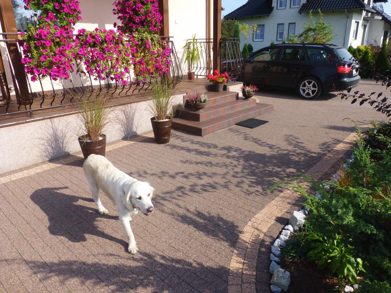 Ułożona kostka brukowa na podjeździe domu jednorodzinnego, z widocznym psem rasy labrador, kwiatami w donicach i samochodem w tle. Słoneczny dzień.
