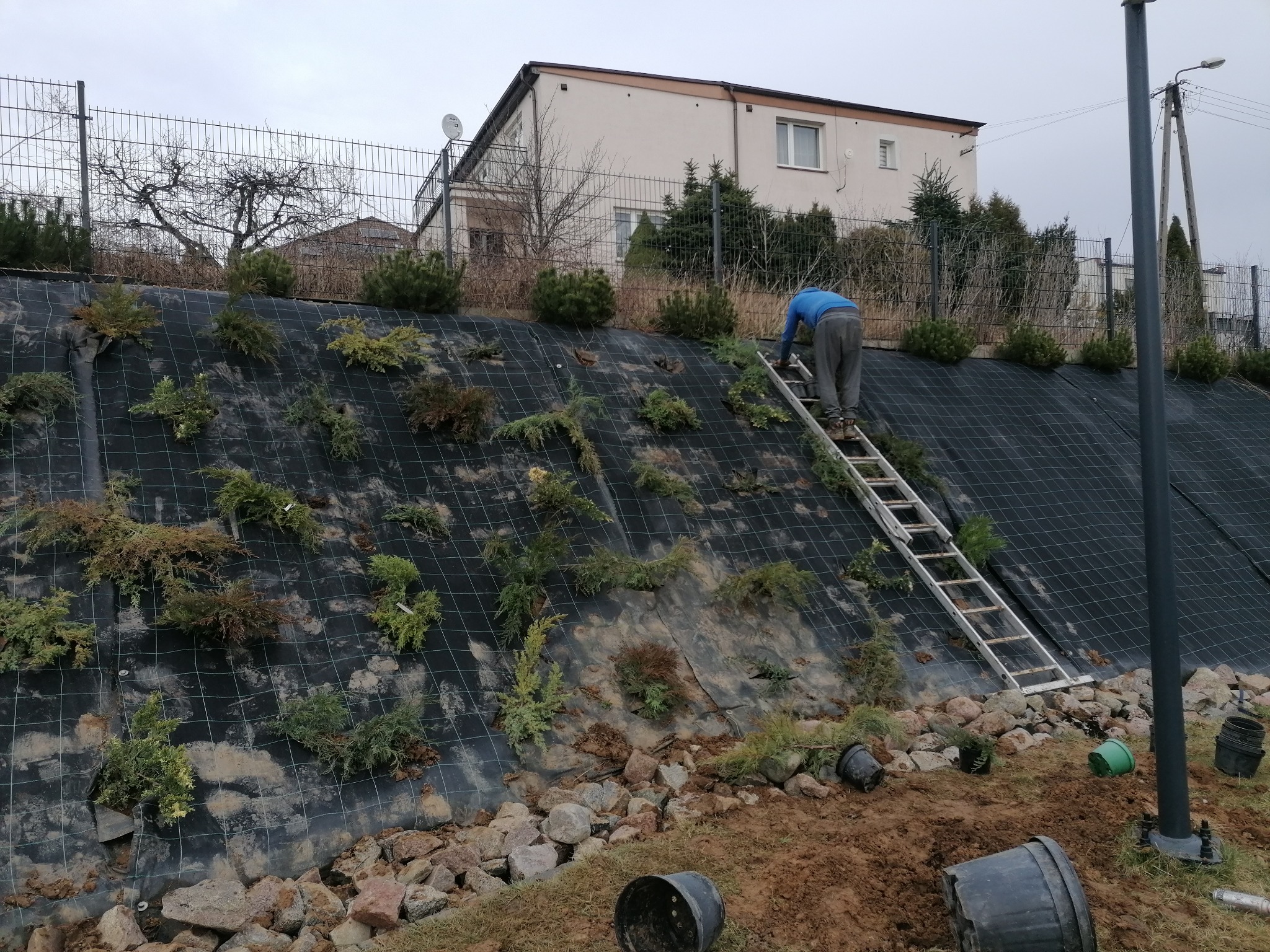 Pracownik na drabinie sadzi rośliny na stromej skarpie zabezpieczonej czarną siatką, widoczne puste doniczki i kamienie u podnóża skarpy, w tle dom jednorodzinny i ogrodzenie.