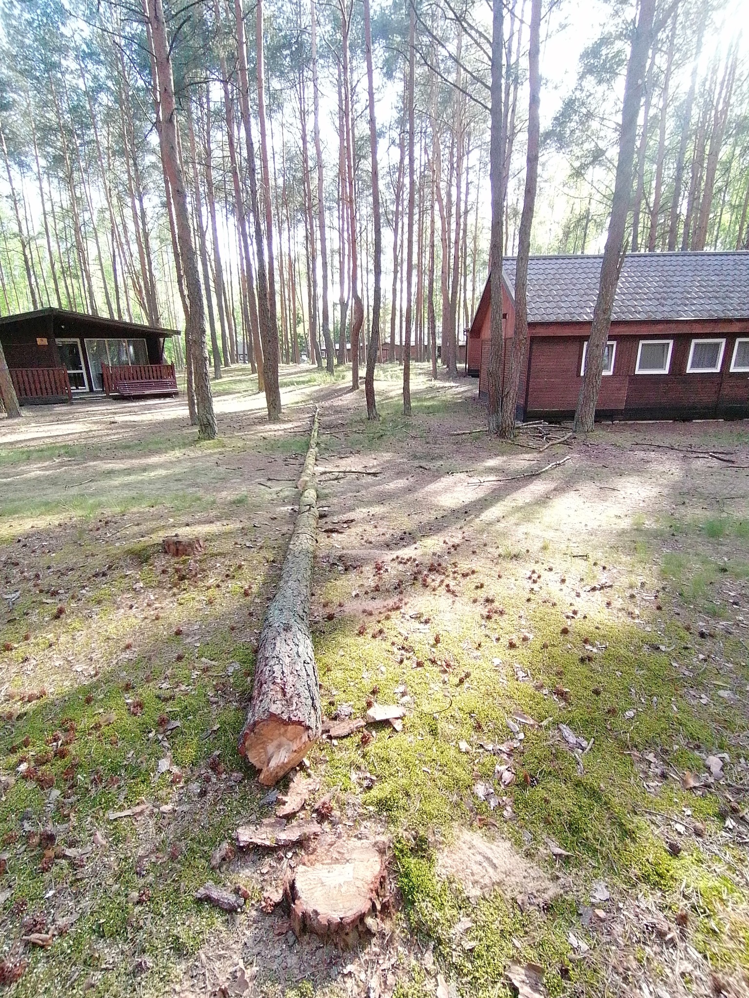Ścięte drzewo sosnowe leżące na mchu w lesie, widoczne budynki letniskowe w tle.