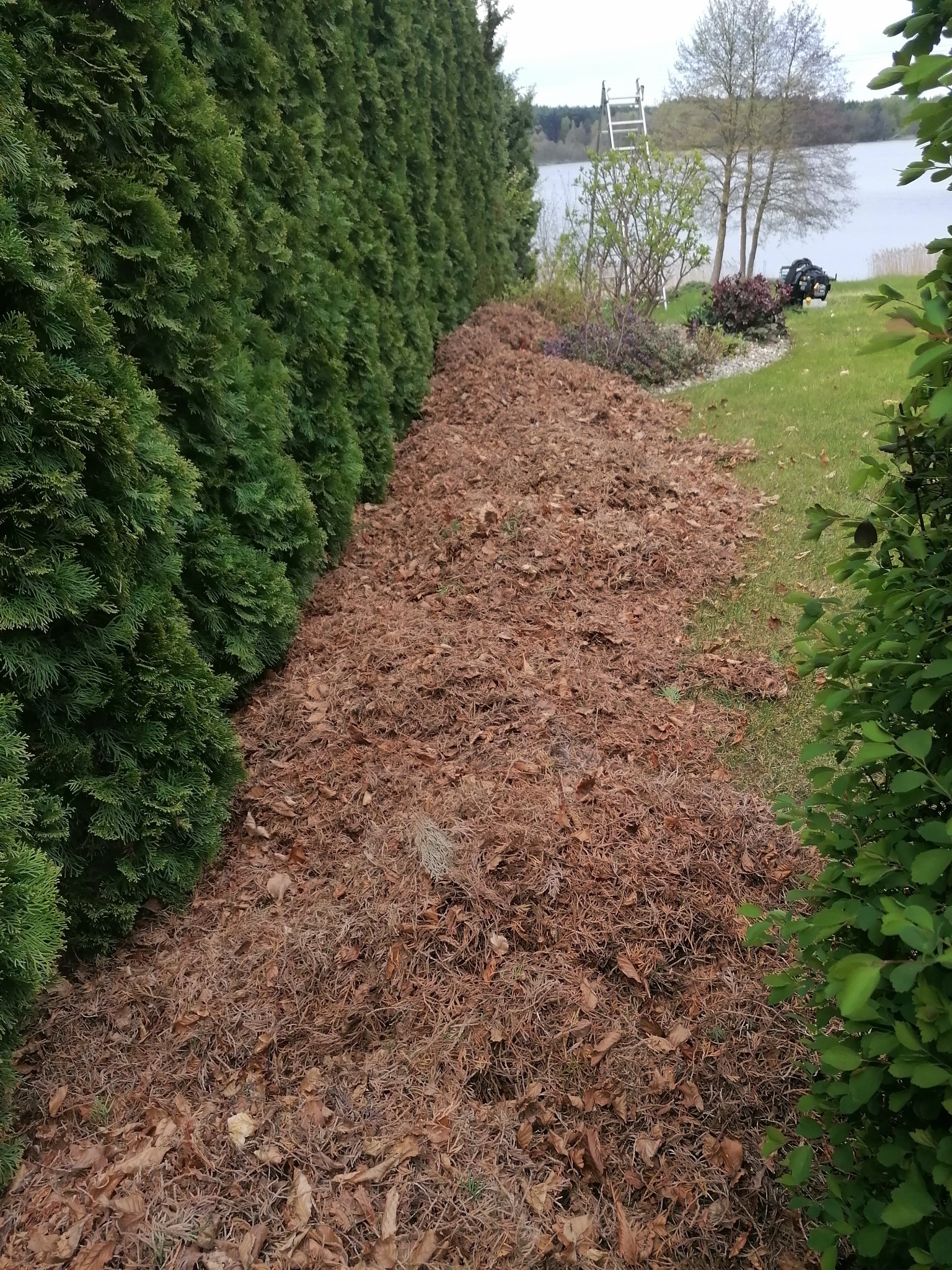 Długi pas ziemi pokryty opadłymi brązowymi igłami i liśćmi wzdłuż wysokiego, gęstego żywopłotu z tuj, w tle trawnik, jezioro i drabina oparta o drzewo.