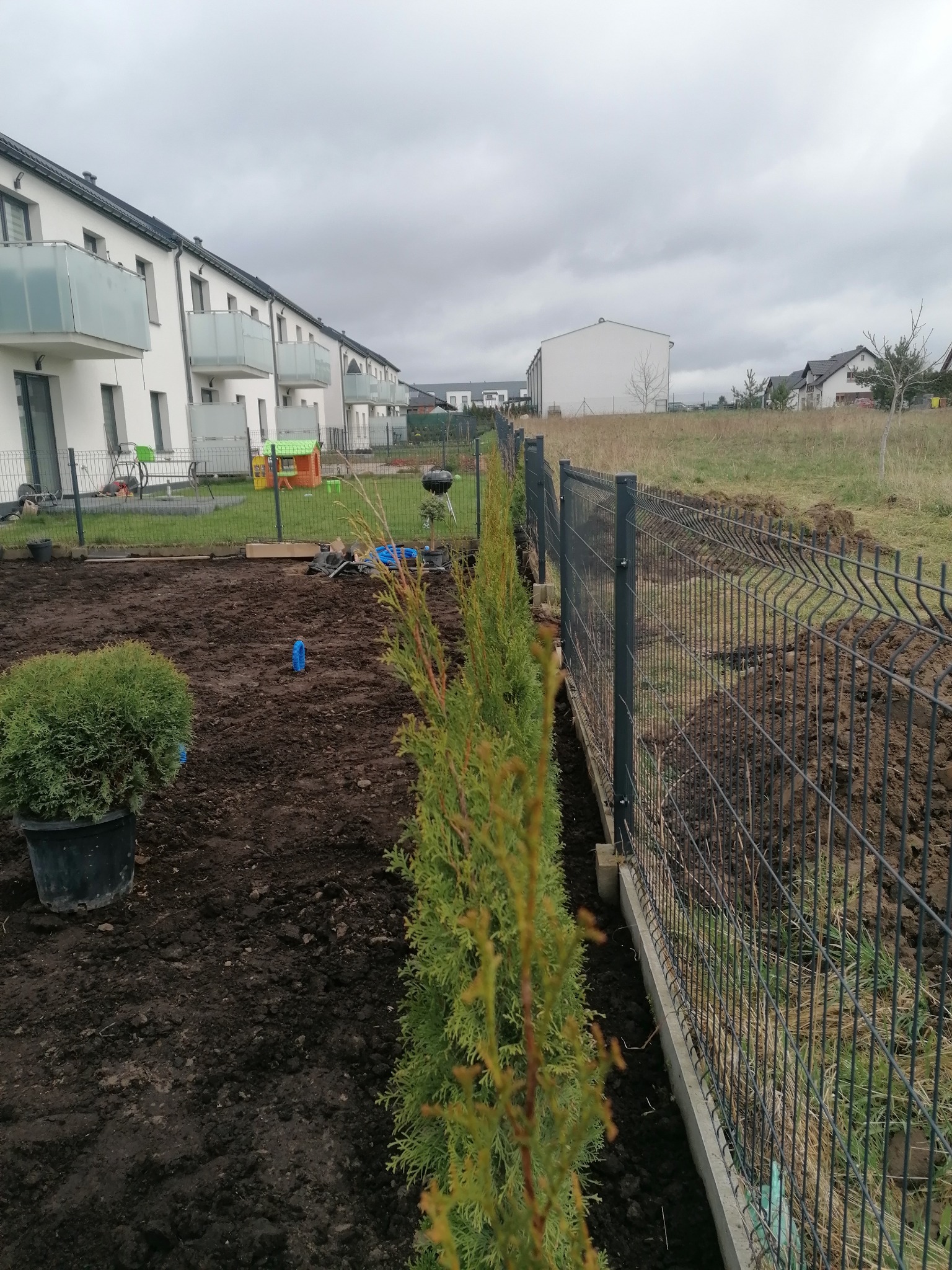 Świeżo posadzone tuje szmaragdowe wzdłuż nowego ogrodzenia panelowego, z widoczną kulistą tują w donicy na przygotowanym podłożu, w tle zabudowa szeregowa i pochmurne niebo.