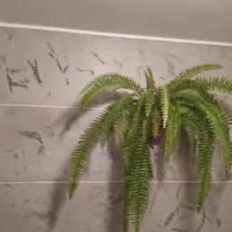 Wazon z paprotką zawieszony na szarej ścianie z dekoracyjną fakturą, widoczne poziome pasy i biała listwa sufitowa.