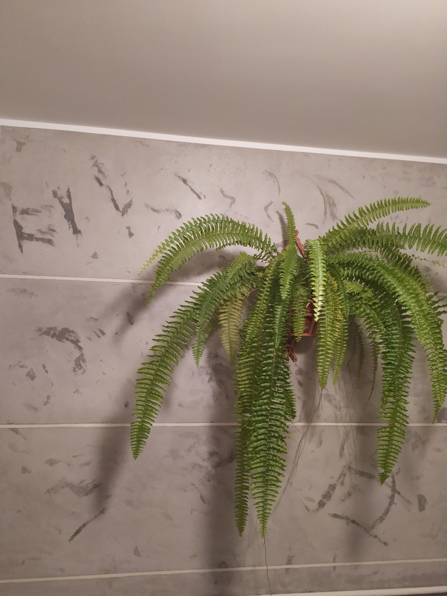 Wazon z paprotką zawieszony na szarej ścianie z dekoracyjną fakturą, widoczne poziome pasy i biała listwa sufitowa.