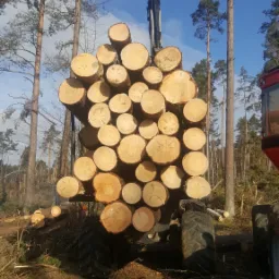 Stos pni drzew ułożonych na maszynie leśnej z wysięgnikiem, w tle wysokie drzewa i błękitne niebo z chmurami.