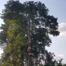 Drzewa trudno dostępne. 