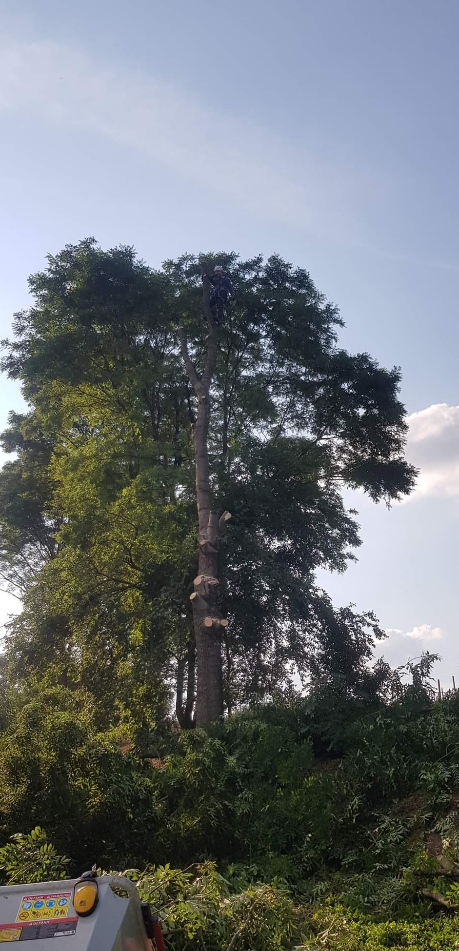 Drzewa trudno dostępne.