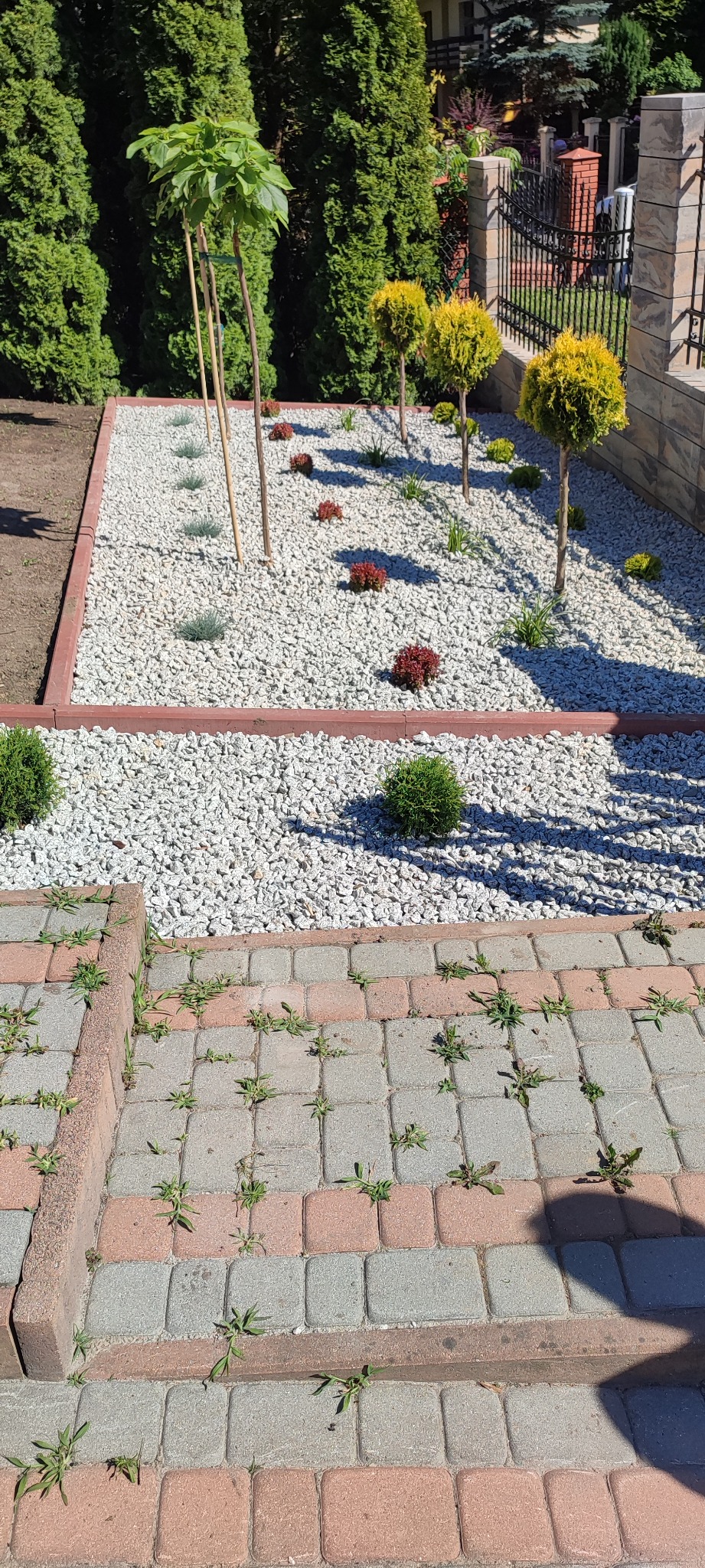 Ogród w Żurawicy z białym grysem, formowanymi drzewkami i czerwonymi krzewami, obrzeżony kostką. Chwasty rosnące w spoinach kostki brukowej.