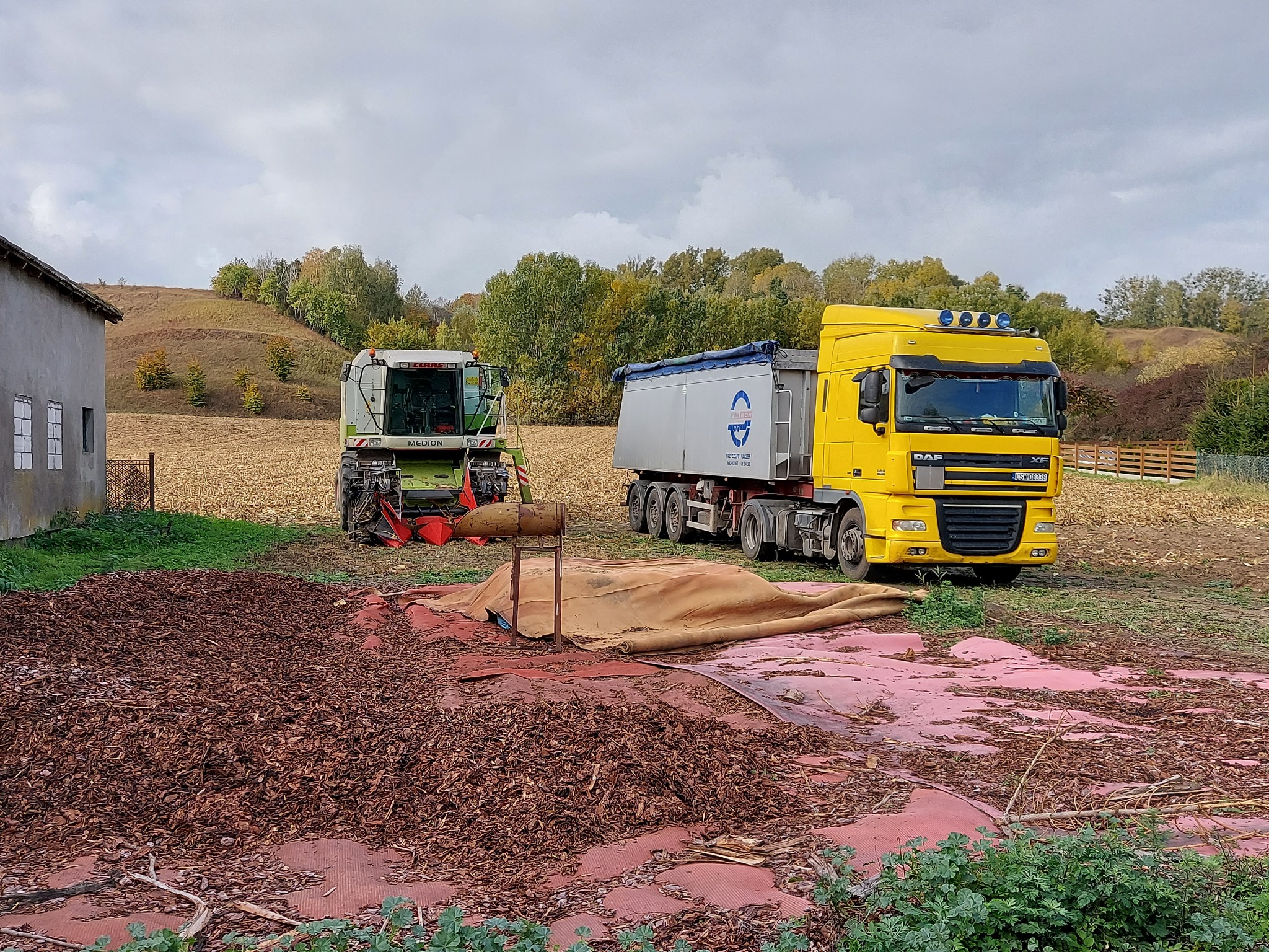 Żółta ciężarówka DAF z naczepą oraz kombajn MEDION na polu po zbiorach kukurydzy, na pierwszym planie pryzma zrębków drzewnych na czerwonej plandece.