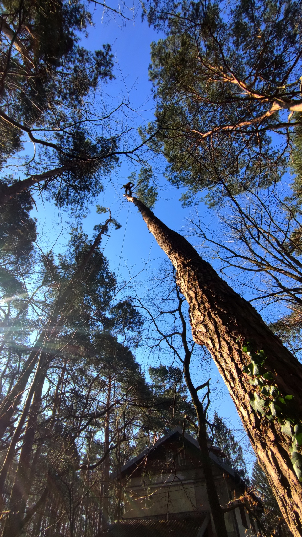 Arborysta na szczycie wysokiej sosny podczas wycinki gałęzi, widok z dołu na tle błękitnego nieba i koron innych drzew, w tle widoczny fragment budynku.