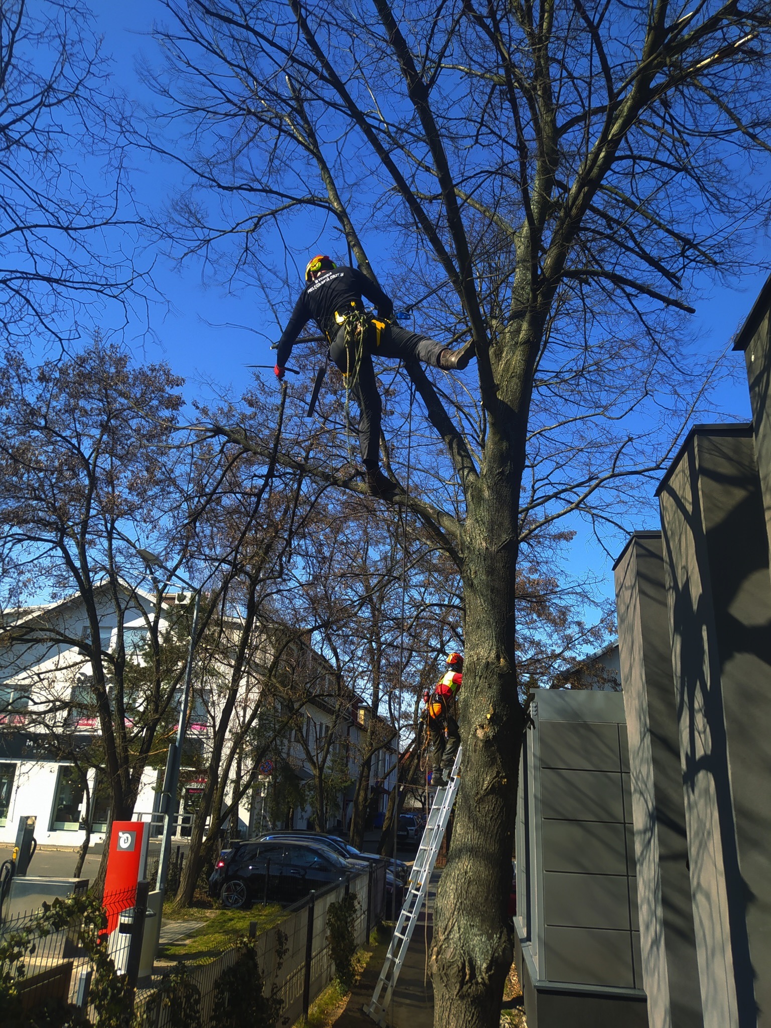 Dwóch arborystów przycina wysokie drzewo w miejskiej scenerii; jeden na linie, drugi na drabinie, z budynkami w tle.