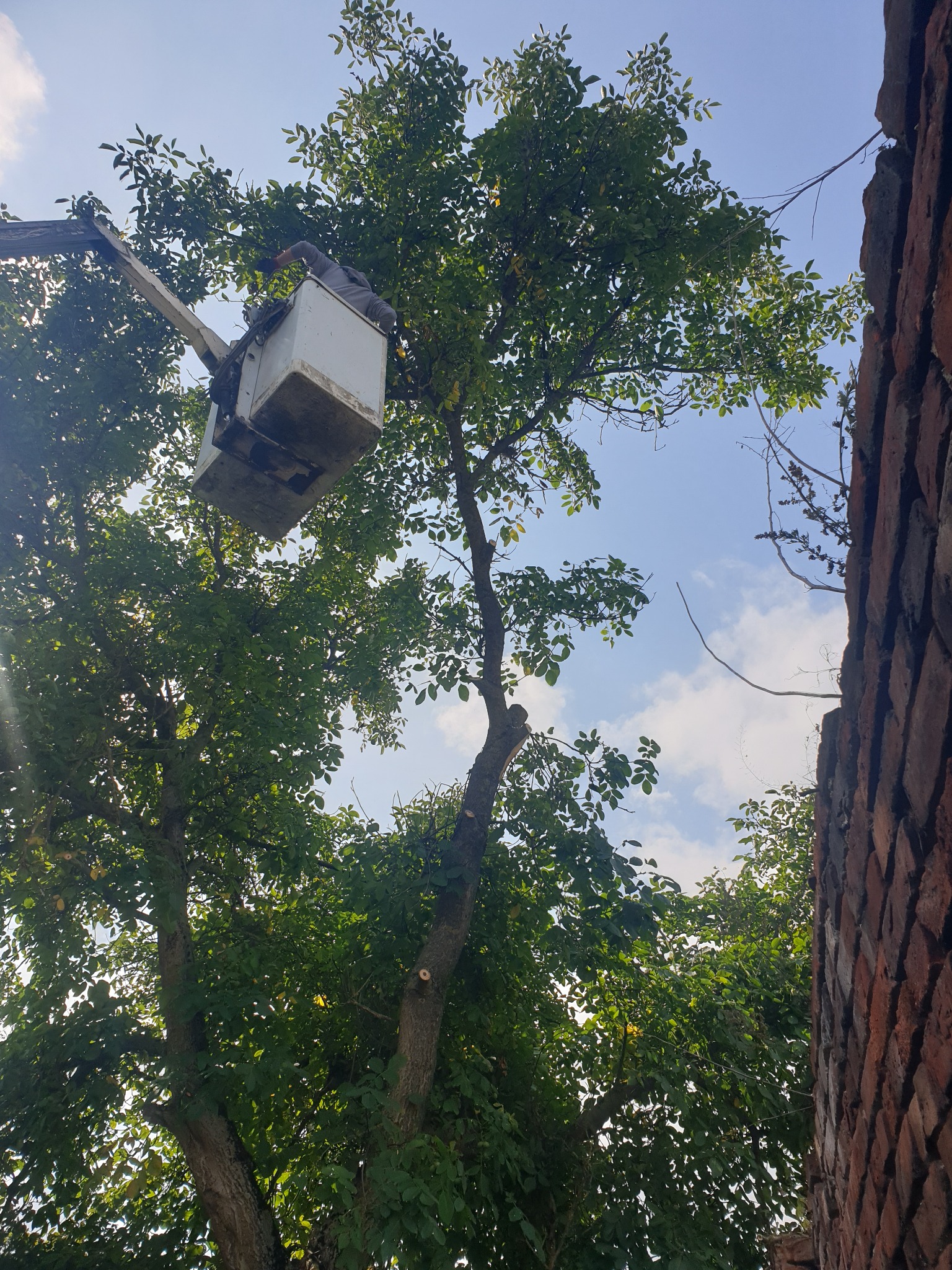 Pracownik w podnośniku koszowym przycina gałęzie drzewa w pobliżu ceglanego muru, widoczne świeżo obcięte gałęzie.