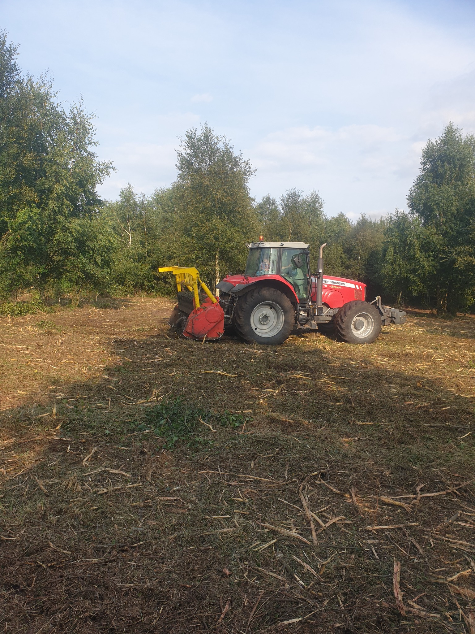 Czerwony traktor Massey Ferguson z żółtym mulczerem leśnym w trakcie pracy na zrąbkowanym terenie, widoczne drzewa w tle.