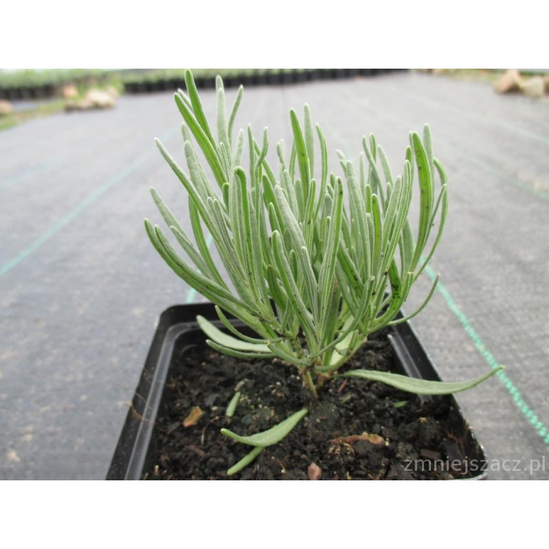 Sadzonka lawendy wąskolistnej w czarnej doniczce, na tle szkółki roślin z widoczną siatką cieniującą.