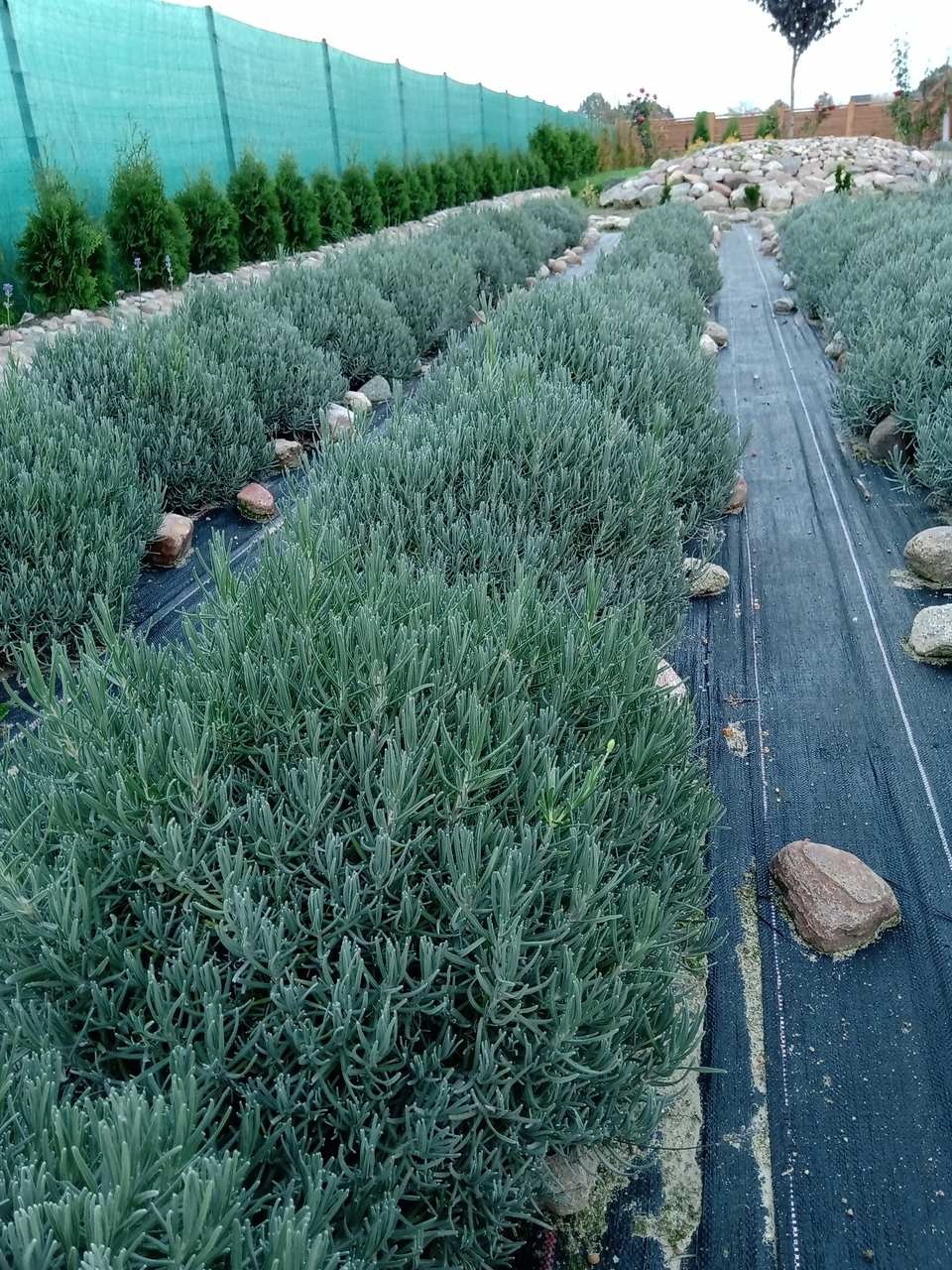 Równiutkie rzędy lawendy na czarnej agrowłókninie, ozdobione kamieniami, w tle żywopłot z tuj i siatka maskująca.