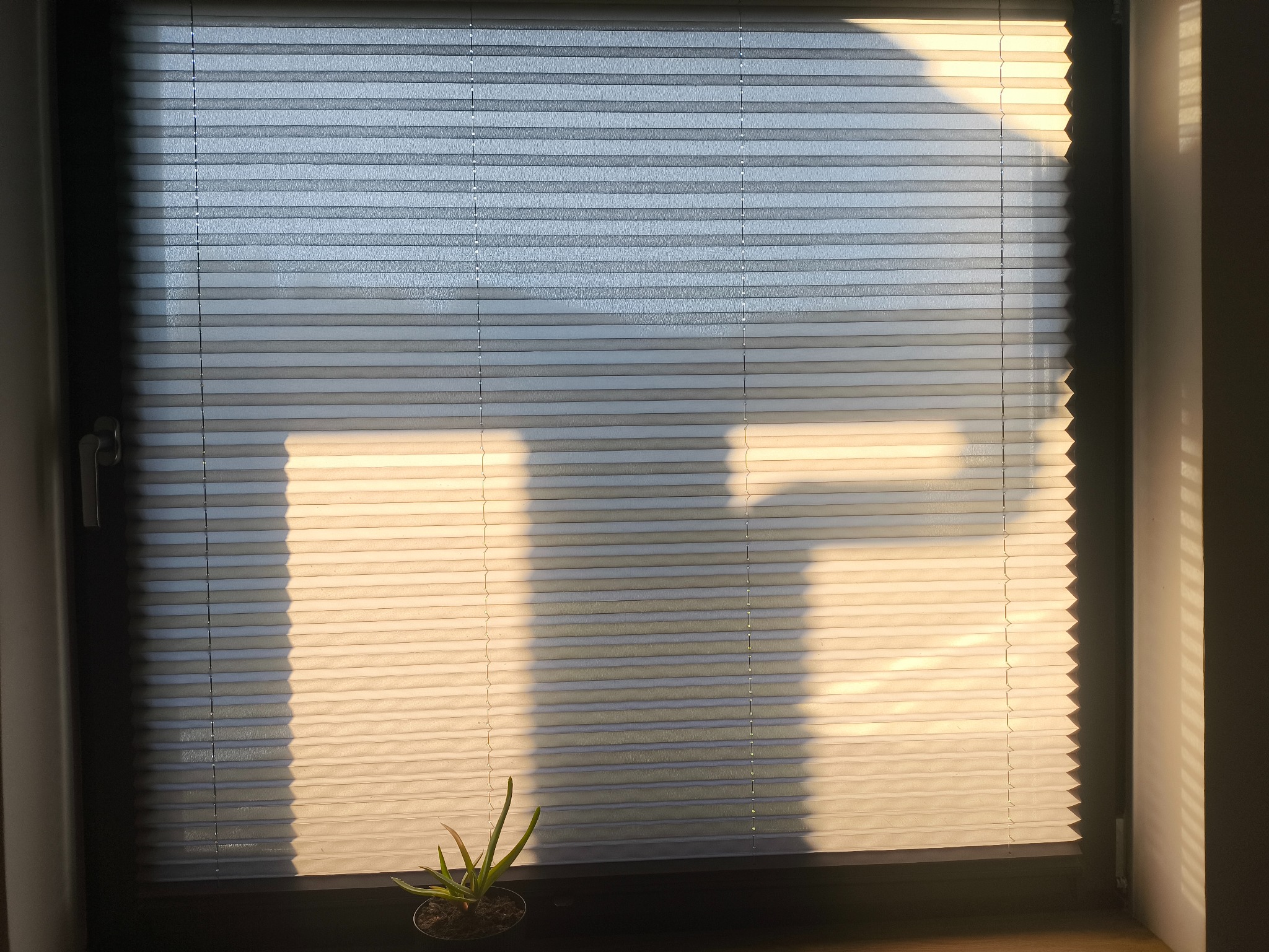 Plisowana roleta okienna w kolorze szarym, oświetlona ciepłym światłem słonecznym, z małą rośliną doniczkową na parapecie. Widoczne delikatne załamania materiału.