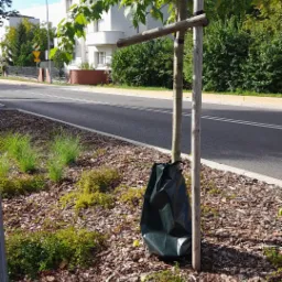 Młode drzewko zabezpieczone drewnianą podporą i czarną folią u podstawy, rosnące na rabacie z korą wzdłuż drogi.