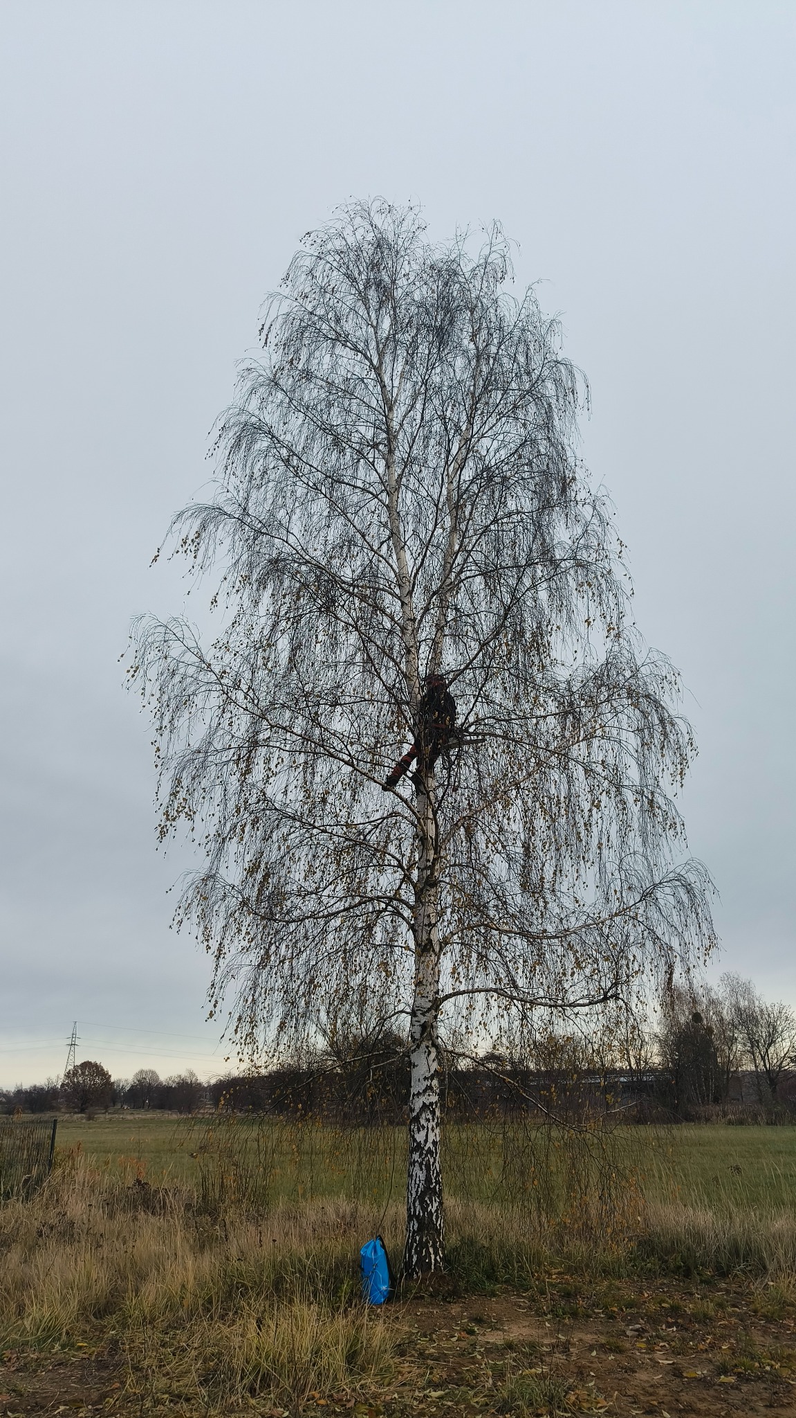 Arborysta w uprzęży, przy pracy na wysokiej brzozie, widoczne narzędzia i niebieski worek u podstawy pnia, pochmurne niebo w tle.
