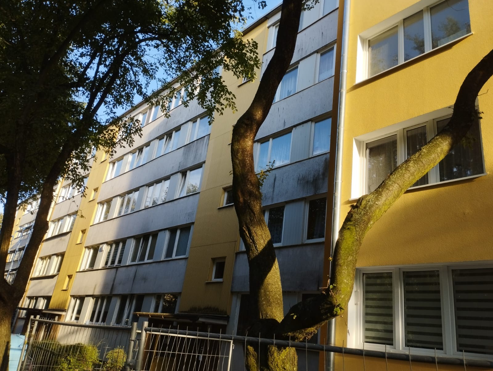 Wielopiętrowy budynek z elewacją w odcieniach szarości i żółci, częściowo porośniętą mchem, widoczny przez gałęzie drzew, z metalowym ogrodzeniem na pierwszym planie.