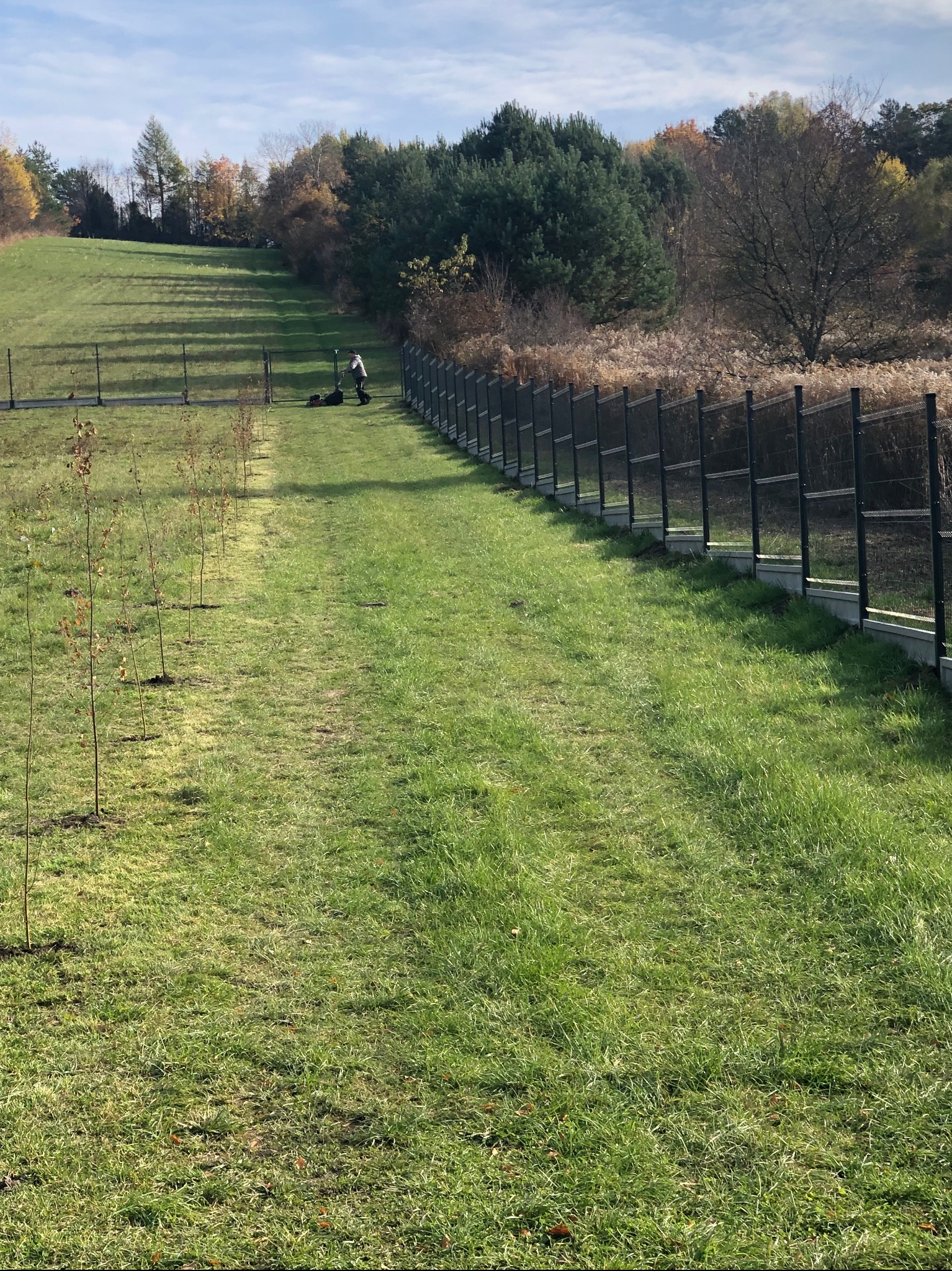 Długi, metalowy płot panelowy na zboczu, z widocznym koszeniem trawy. Rząd młodych drzewek wzdłuż ścieżki. Jesienne drzewa w tle, błękitne niebo.