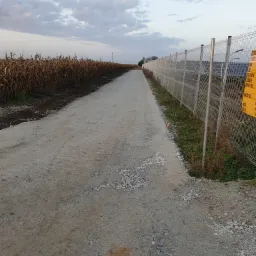 Utrwardzona droga dojazdowa z kruszywa 0-31.5mm, widoczne ślady użytkowania i fragmenty rozsypanego materiału, po jednej stronie pole kukurydzy, po drugiej ogrodzenie z siatki.