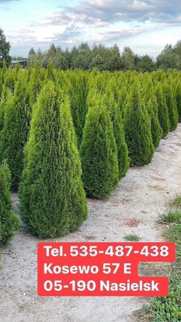 Szpaler gęsto posadzonych, stożkowych tuj w szkółce w Nasielsku, z tabliczką informacyjną z numerem telefonu i adresem.