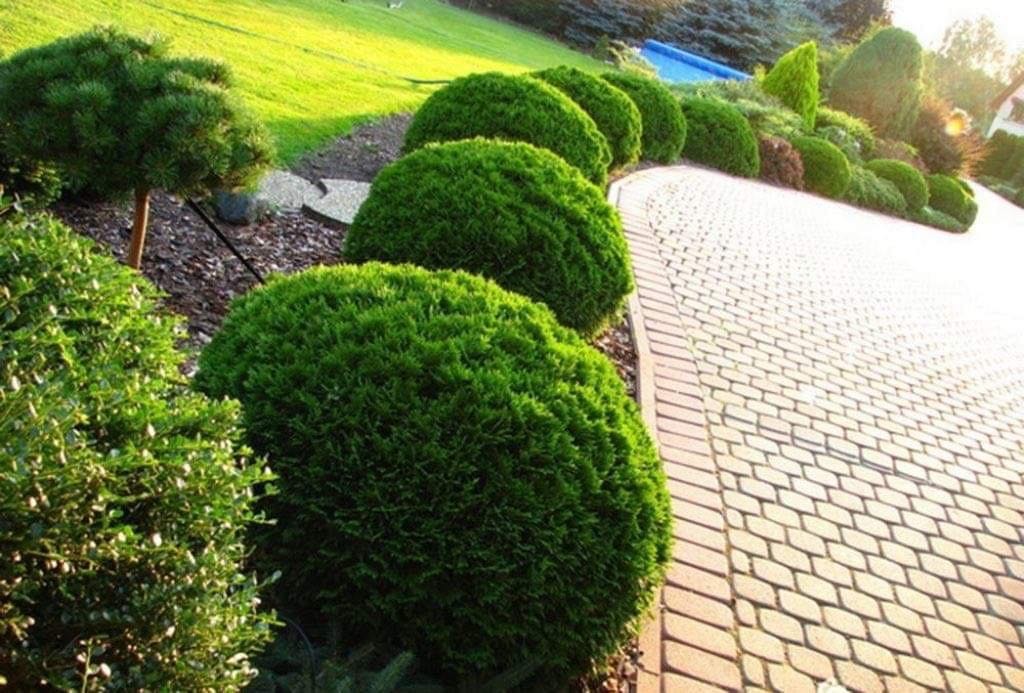 Rząd równo przyciętych, kulistych krzewów wzdłuż brukowanej ścieżki w zadbanym ogrodzie, z trawnikiem i innymi roślinami w tle.