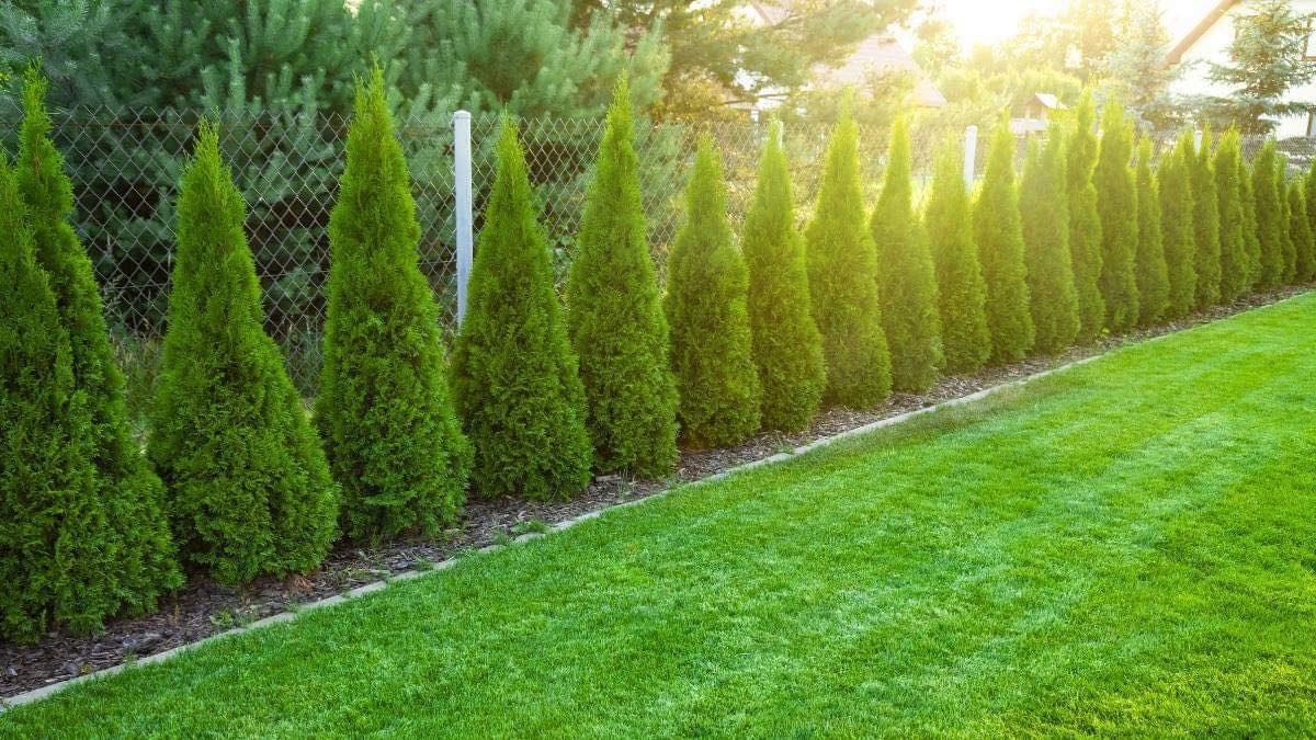 Równy rządek smukłych, zielonych tuj, tworzących żywopłot wzdłuż ogrodzenia z siatki, z równo przystrzyżonym trawnikiem na pierwszym planie, oświetlonych popołudniowym słońcem.