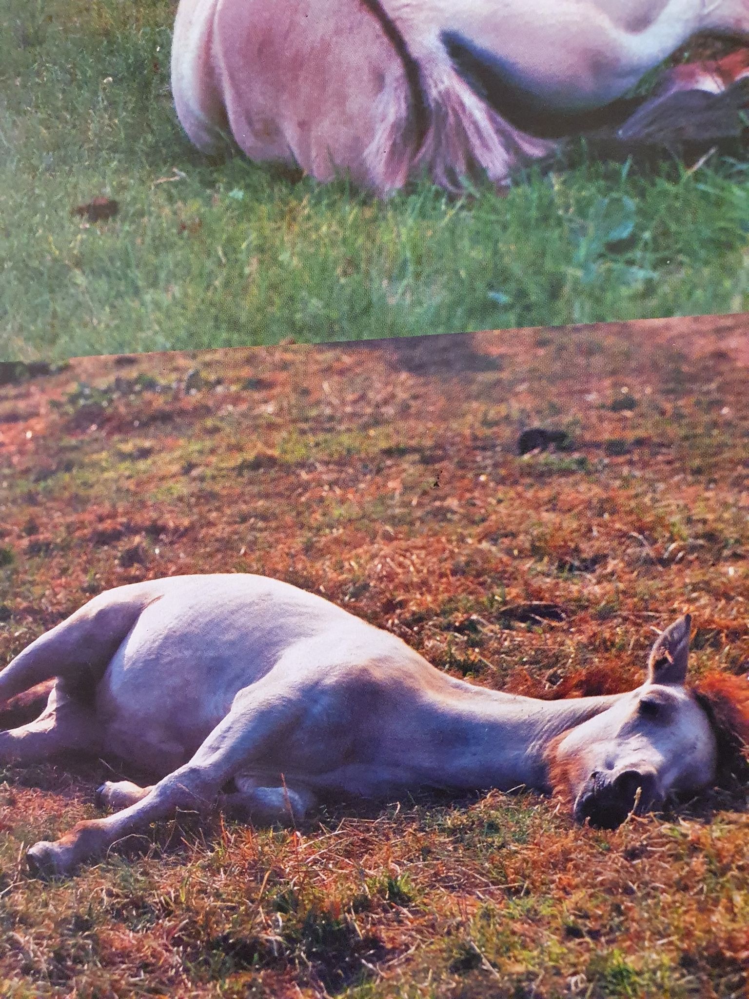 Dwa konie leżą na trawie, jeden na zielonej, drugi na suchej, brązowej trawie. Zdjęcie o niskiej jakości.