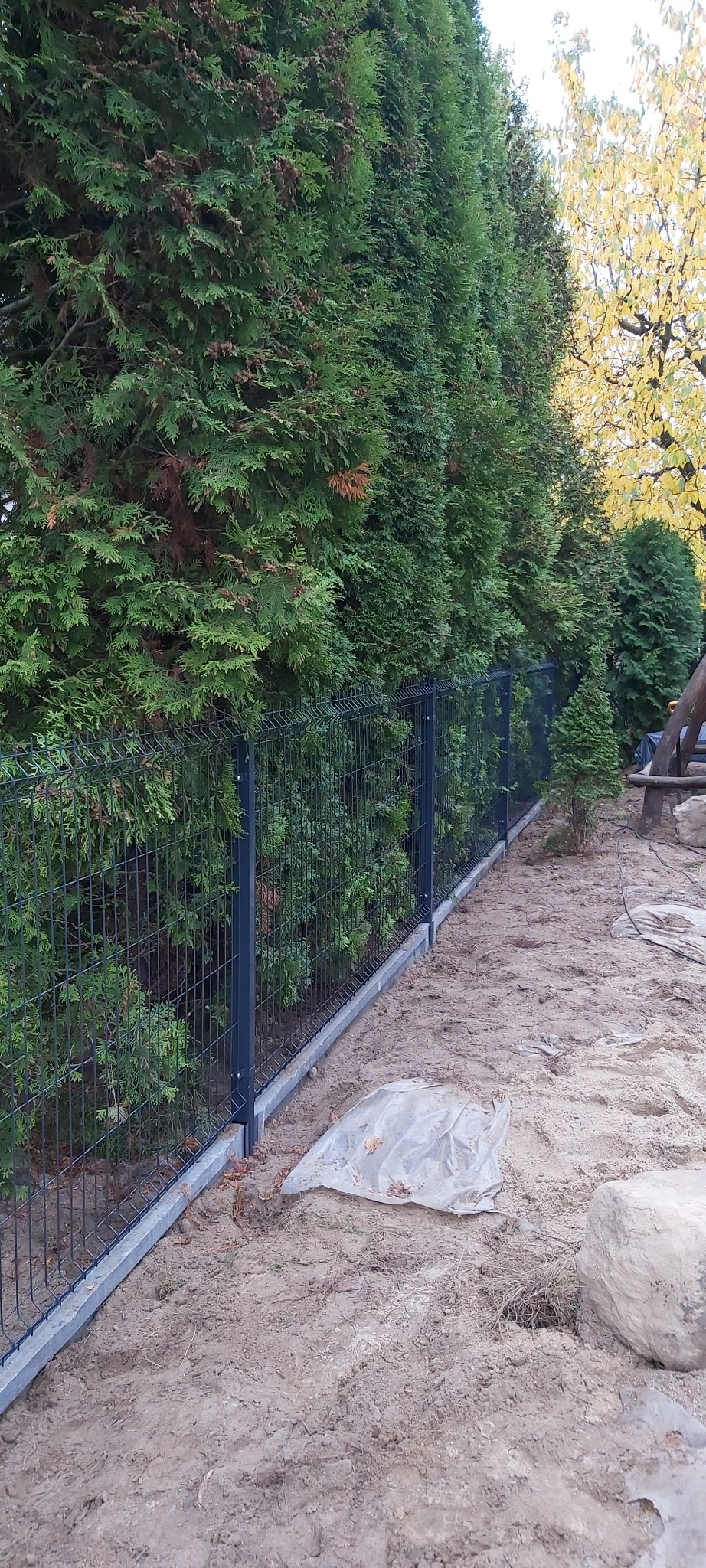 Nowo zainstalowane, czarne ogrodzenie panelowe z podmurówką betonową, biegnące wzdłuż rzędu wysokich, zielonych tuj. Na ziemi widoczne ślady prac ziemnych i folia ochronna.