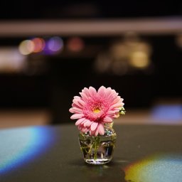 SEBASTIAN LAU VIRTUAL PARTNER - Pojedynczy, różowy kwiat gerbery w małym, szklanym słoiczku na ciemnym stole, z widocznym efektem tęczy na powierzchni stołu i rozmytym tłem z kolorowymi światłami.
