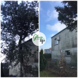 Porównanie stanu drzewa przed i po pielęgnacji, z logo firmy ogrodniczej nałożonym na środku zdjęcia.