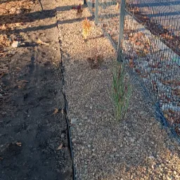 Przygotowany pas ziemi z rozłożoną agrowłókniną i obsypany kamieniami wzdłuż ogrodzenia panelowego, z posadzonymi młodymi roślinami.