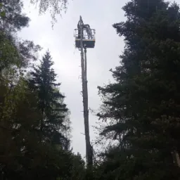 Dwóch pracowników w podnośniku koszowym przy wysokiej sośnie, przygotowujących się do wycinki, widok z dołu, pochmurne niebo.