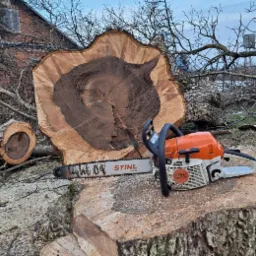 Świeżo ścięty pień drzewa z widoczną strukturą drewna i piłą spalinową Stihl MS 261 C na tle budynku z czerwonej cegły i nagich gałęzi drzew.