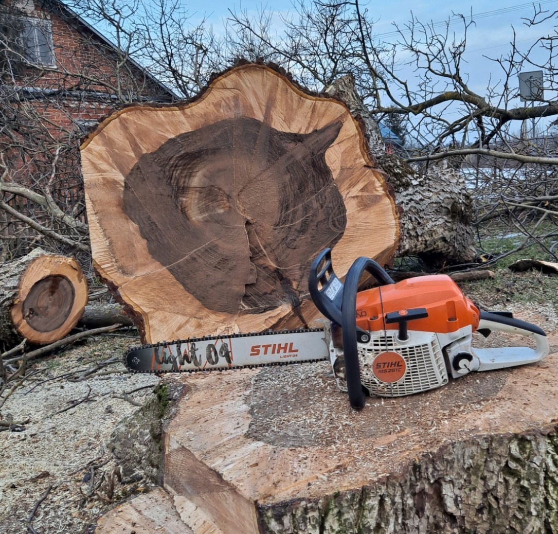 Świeżo ścięty pień drzewa z widoczną strukturą drewna i piłą spalinową Stihl MS 261 C na tle budynku z czerwonej cegły i nagich gałęzi drzew.