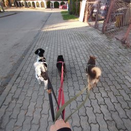 Wyprowadzanie psów Lublin 11