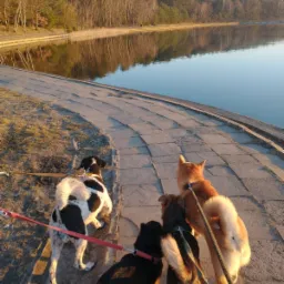Cztery psy różnych ras na smyczach spacerują po betonowym nabrzeżu jeziora w słoneczny dzień, widok z tyłu.