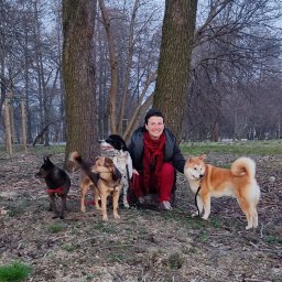 Wyprowadzanie psów Lublin 5
