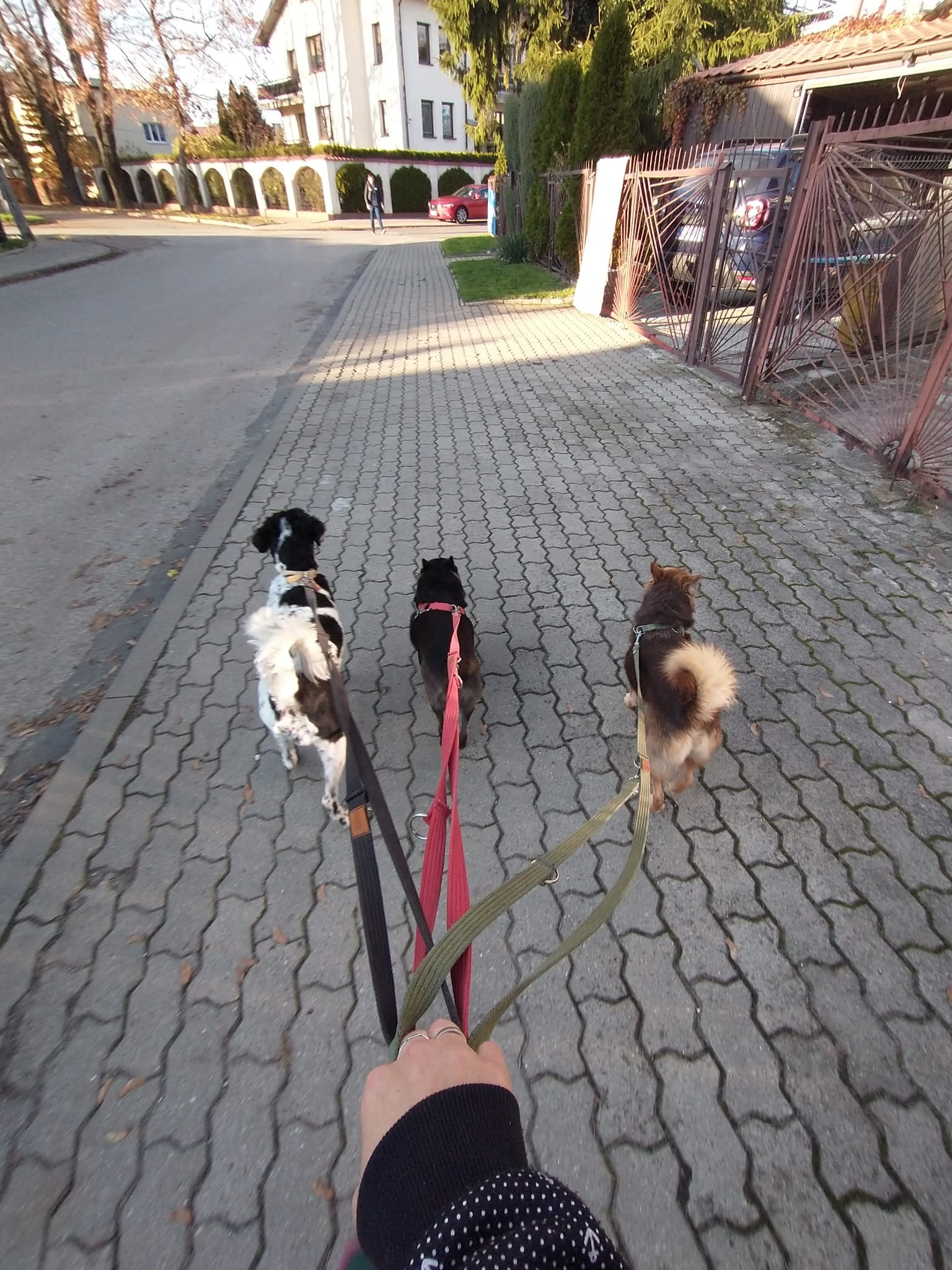 Osoba trzymająca trzy smycze z psami na chodniku z kostki, w tle budynki i ogrodzenie.