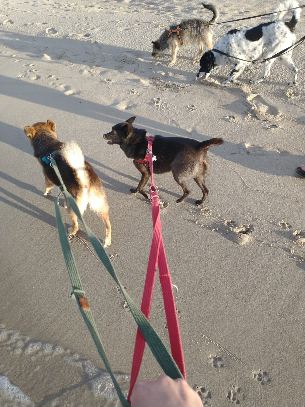 Spacer z psami po plaży w Lublinie: czarny pies na czerwonej smyczy i brązowo-biały pies na zielonej smyczy, w tle dwa inne psy w oddali.