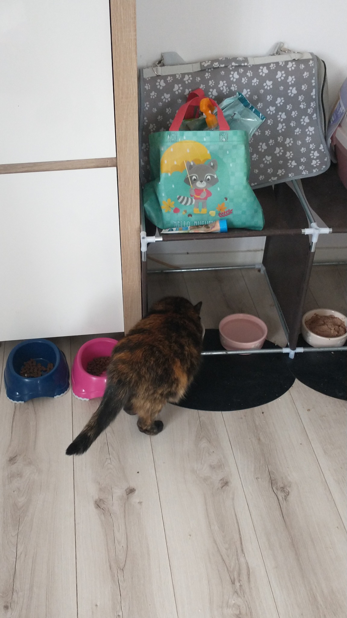 Karmienie jednej z podopiecznych