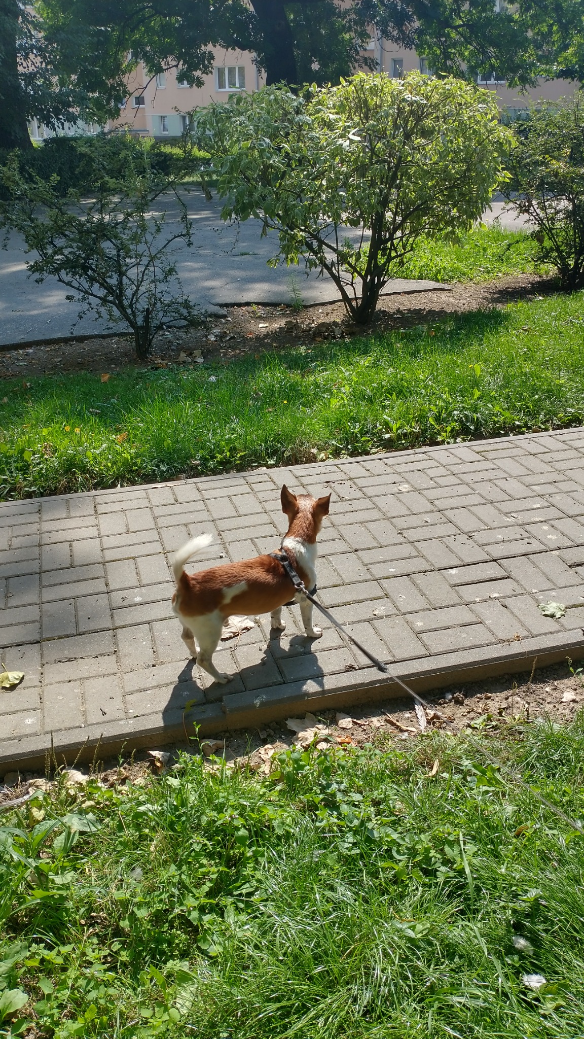 Mały, brązowo-biały pies z podniesionym ogonem stoi na chodniku z kostki brukowej, przypięty do smyczy, z zielenią i budynkiem w tle.