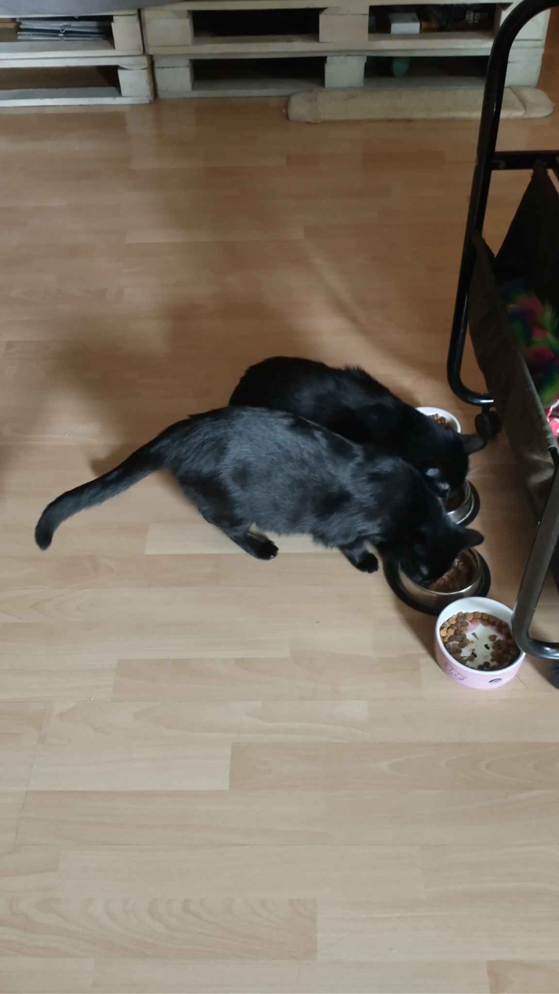 Dwa czarne koty jedzą z misek na drewnianej podłodze, w tle paleta i fragment wózka.