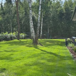 McMaszyn - Soczyście zielony, świeżo skoszony trawnik z wyraźnymi cieniami od trzech brzóz o białej korze, otoczony gęstym lasem i ozdobną rabatą z korą.
