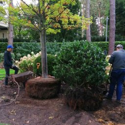 Kraina ogrodow - Uliana Kozak, Rostjslav Holodniak Spółka cywilna - Pracownicy ogrodowi sadzą drzewa i krzewy z odkrytymi korzeniami w ogrodzie, widoczny wózek transportowy i łopaty.